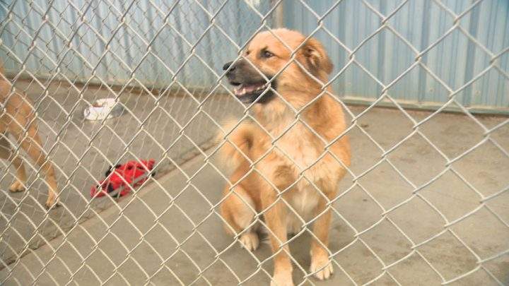 Four-month-old female dog seized by Animal Protection Services of Saskatchewan.