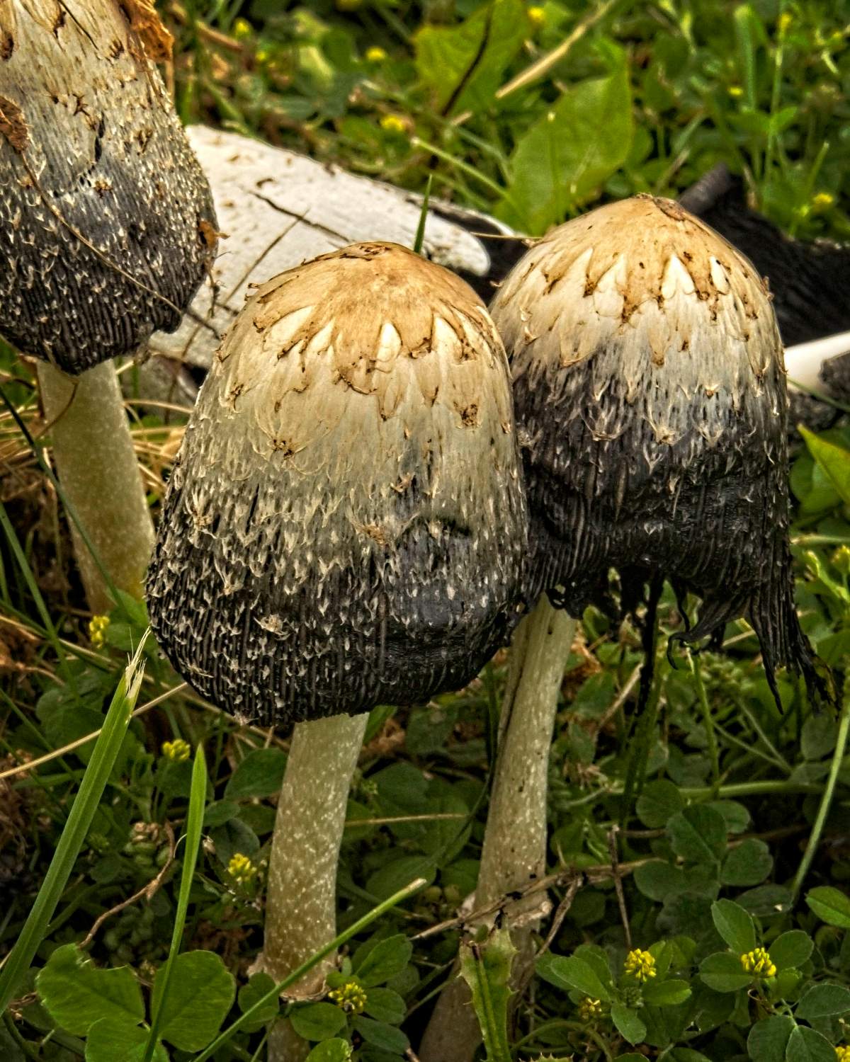 Douf Lawson all the moisture in Calgary has boosted these mushrooms up 12 cm.