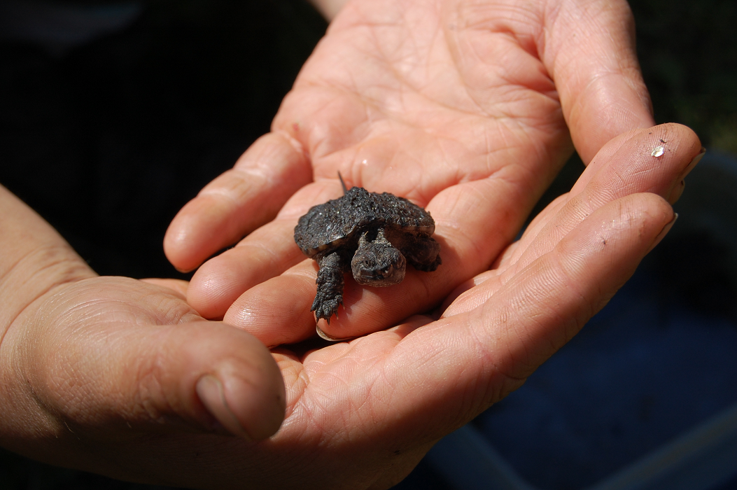 Baby snapping turtles released in Cootes Paradise as part of RBG’s turtle recovery plan - image