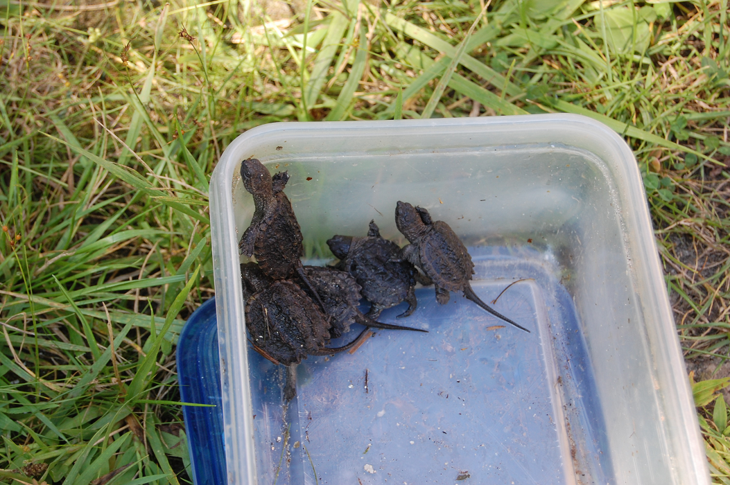 Baby snapping turtles released in Cootes Paradise as part of RBG’s turtle recovery plan - image