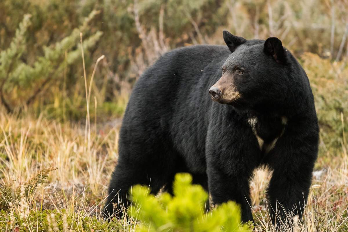 RCMP says a black bear gained access to a home by pushing out a portable air conditioner this past weekend in northern Saskatchewan.