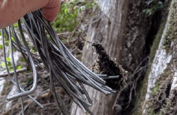 A photograph of one of the cut ends of the Sea to Sky Gondola's haul rope.