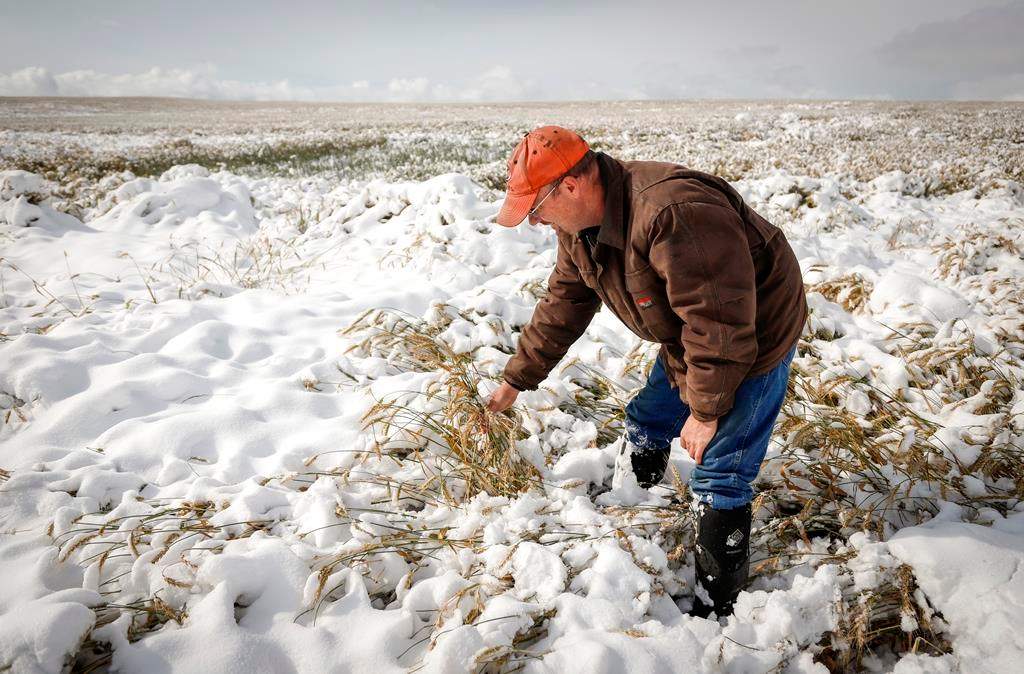 Farmer David Reid checks on his wheat crop after a weekend of snowy weather near Cremona, Alta., Monday, Sept. 30, 2019. Some areas of southern Alberta have received over 60 cm of snow since last Friday. THE CANADIAN PRESS/Jeff McIntosh