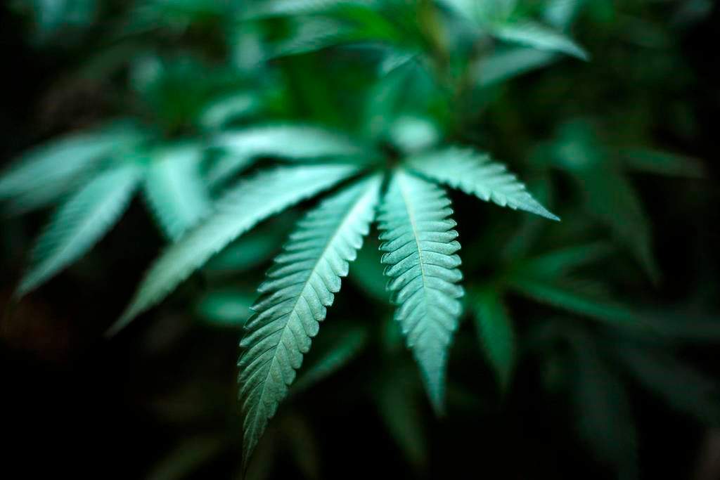 FILE - This Aug. 15, 2019 file photo shows a marijuana plant in an indoor cannabis farm in Gardena, Calif.