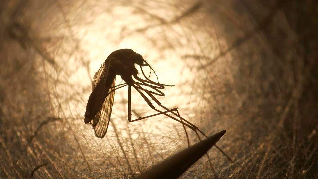 the City of Winnipeg and Brandon will now be providing additional adult mosquito surveillance, identification, and other related services to help reduce the effects of the West Nile virus.