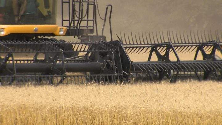 Keystone Agricultural Producers president Bill Campbell says last week's heavy rains could be disastrous for harvest season in Manitoba.