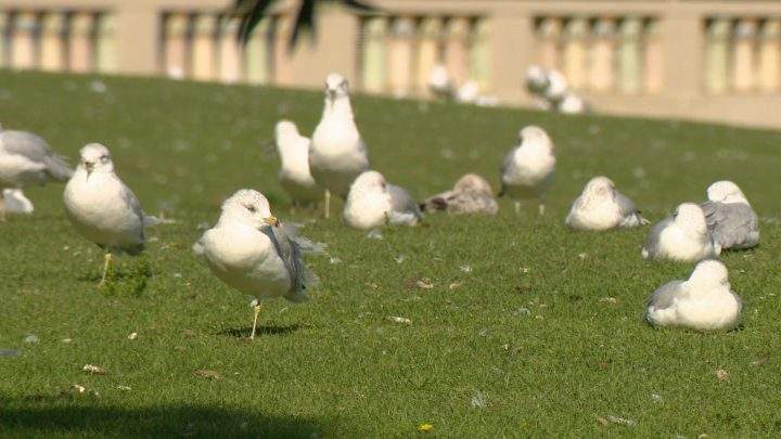 Adult and maturing seagulls are flocking in large groups as they prepare for their annual migration. 