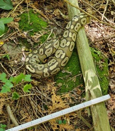 A ball python was found at the Kawartha Golf and Country Club in Peterborough on Thursday.