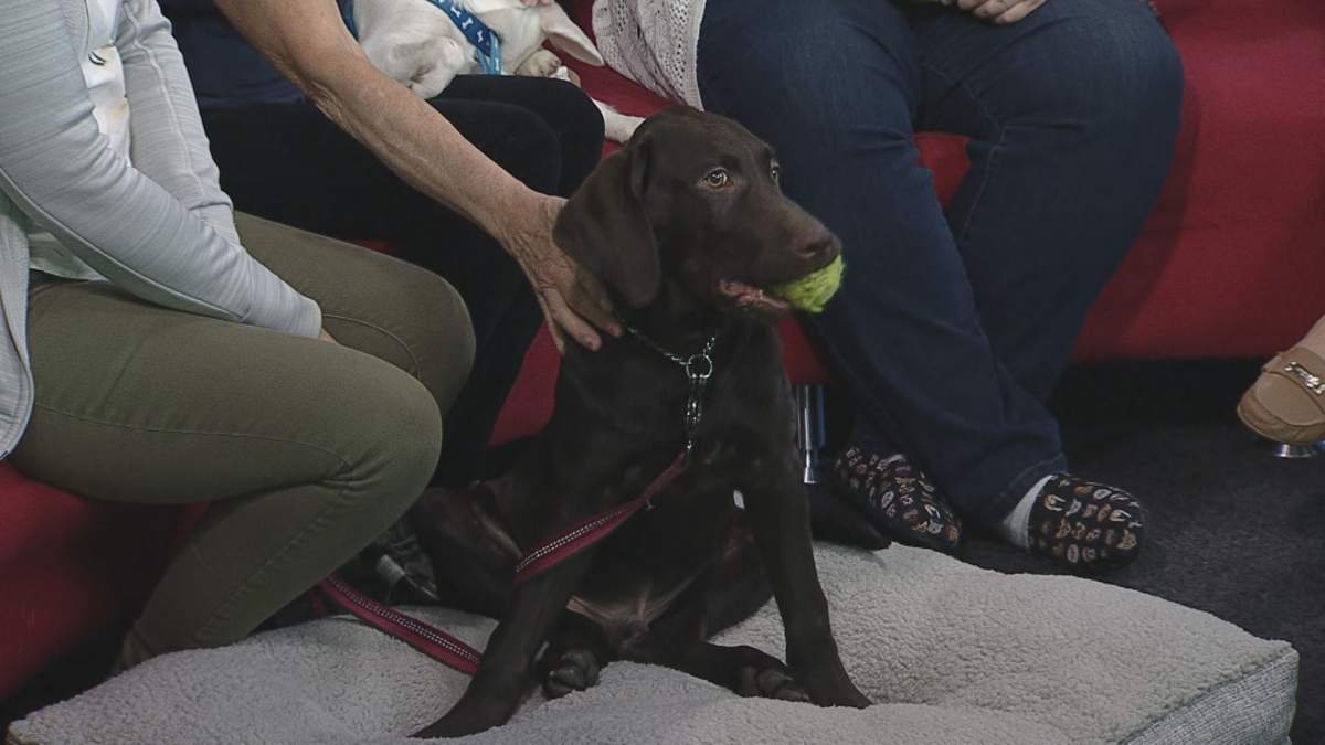 Argo joined Global News Morning for its weekly Adopt A Pal segment looking for a forever home.