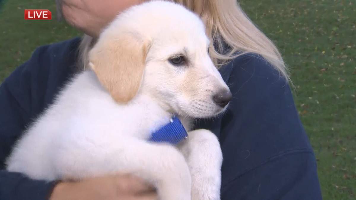 Hansel stops by Kildonan Park to appear on Global News Morning’s Adopt A Pal.