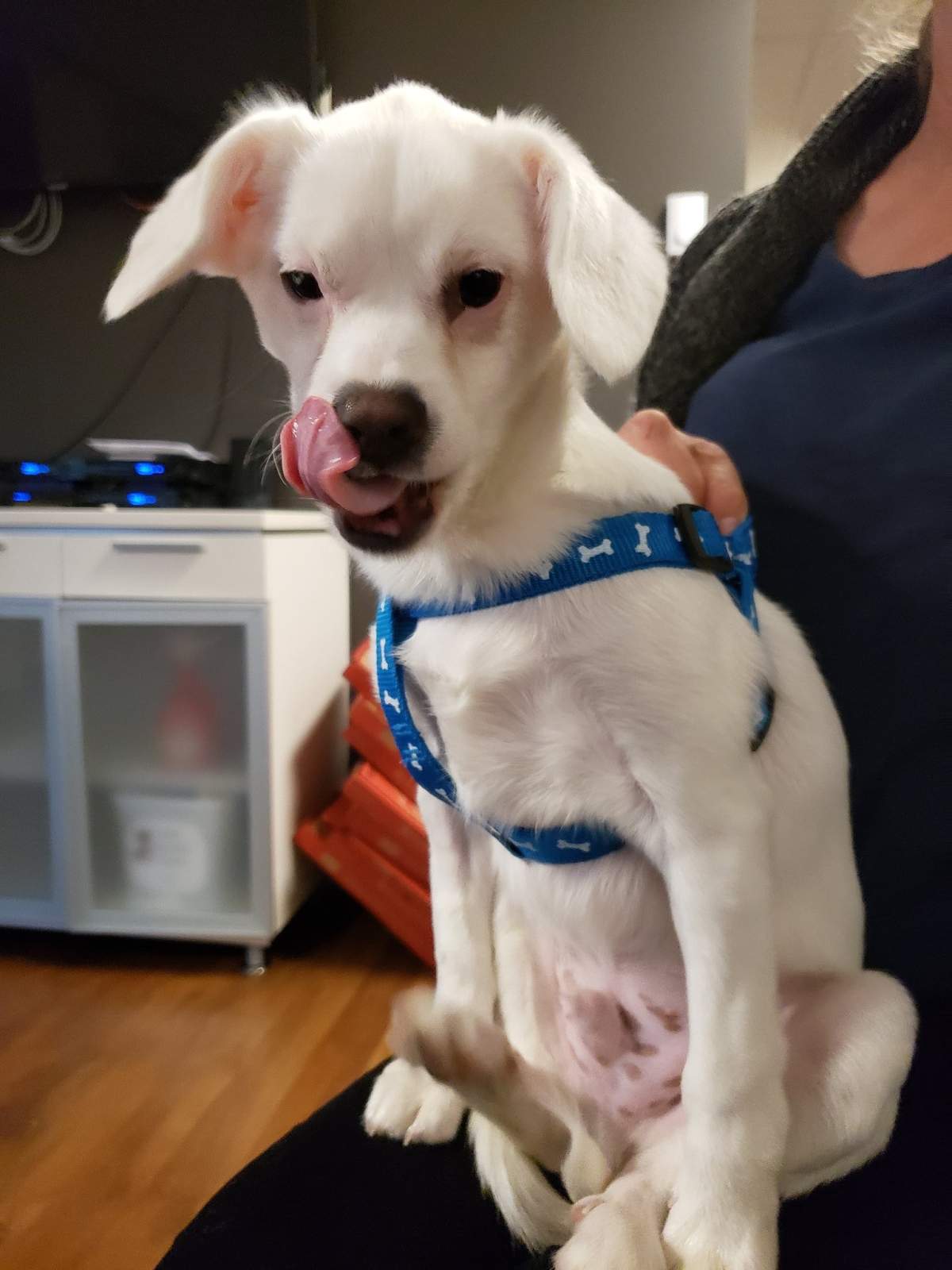 Tiny dropped by Global Winnipeg for Adopt A Pal in hopes of finding a new home.