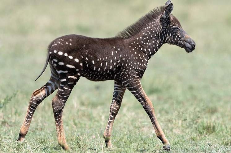 A rare spotted zebra is shown in the Maasai Mara National Reserve in Kenya in September 2019.
