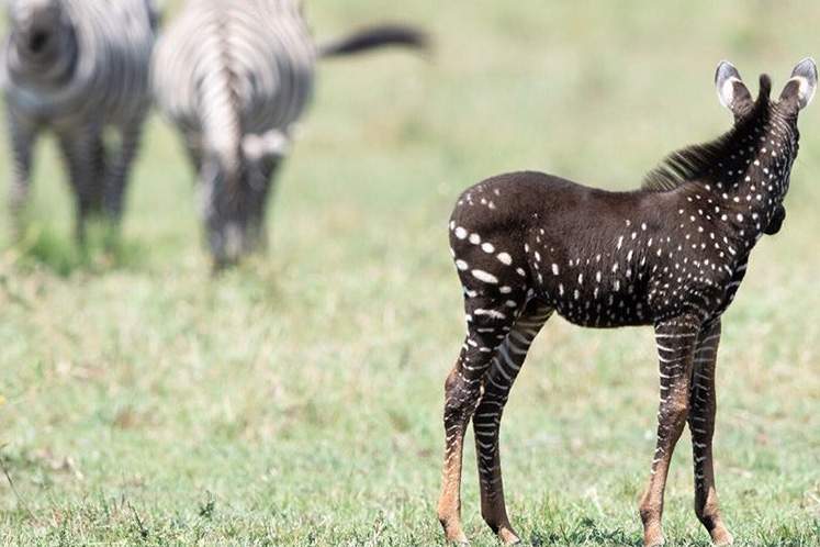 A rare spotted zebra is shown in the Maasai Mara National Reserve in Kenya in September 2019.
