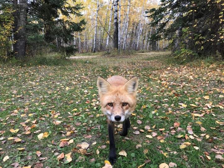The October 2 Your Saskatchewan photo was taken by Leo Johnston at Anglin Lake.