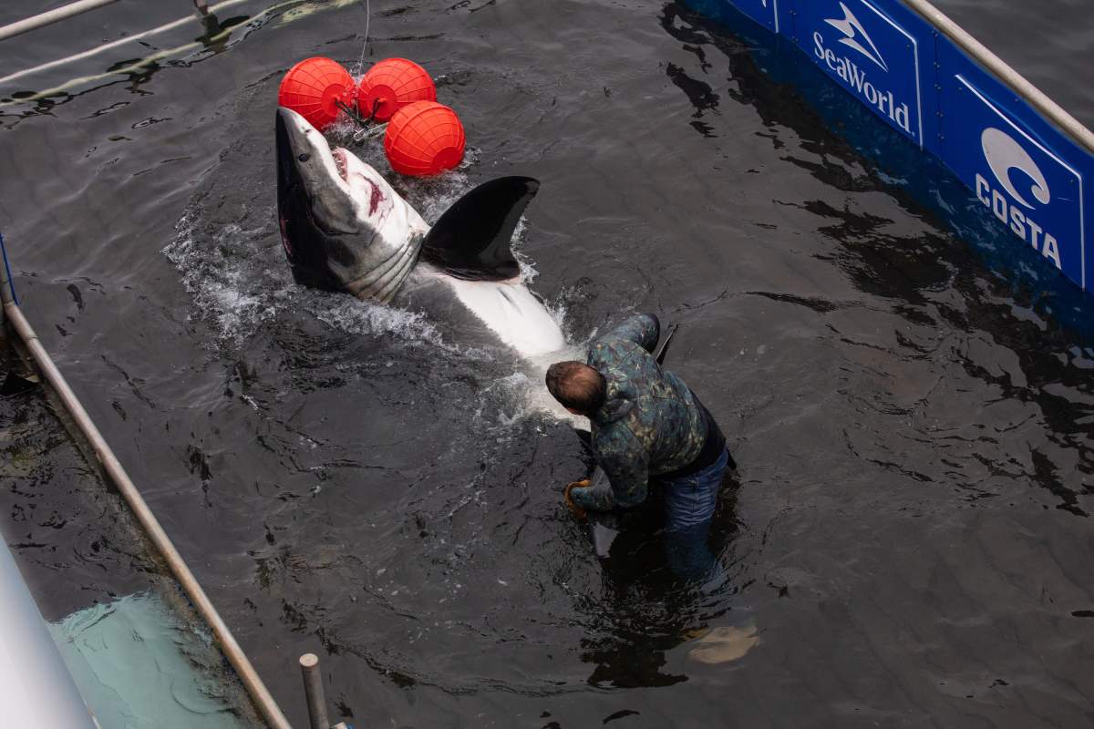 Brett McBride secures a shark on a lift on board a shark research vessel in LaHave, N.S., Friday, Oct. 4, 2019. THE CANADIAN PRESS/Riley Smith