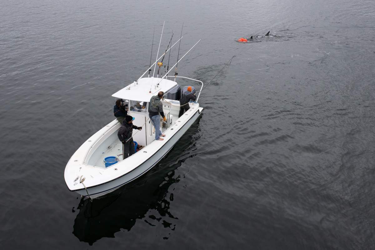 An Ocearch research team moves on the water with a shark on a tow line in LaHave, N.S., Friday, Oct. 4, 2019.