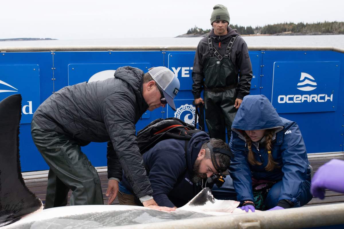 Ocearch team members collect samples from a shark on board a shark research vessel in LaHave, N.S., Friday, Oct. 4, 2019. THE CANADIAN PRESS/Riley Smith