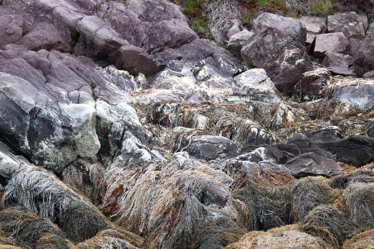 Leftover residue from dead salmon covers the shore near Rencontre East, Newfoundland, on Oct. 27, 2019 in this handout photo. Almost two months after 2.6 million farmed salmon died in southern Newfoundland pens, concerns are still being raised about leftover residue from the dead fish lingering in areas around the sea cages. 