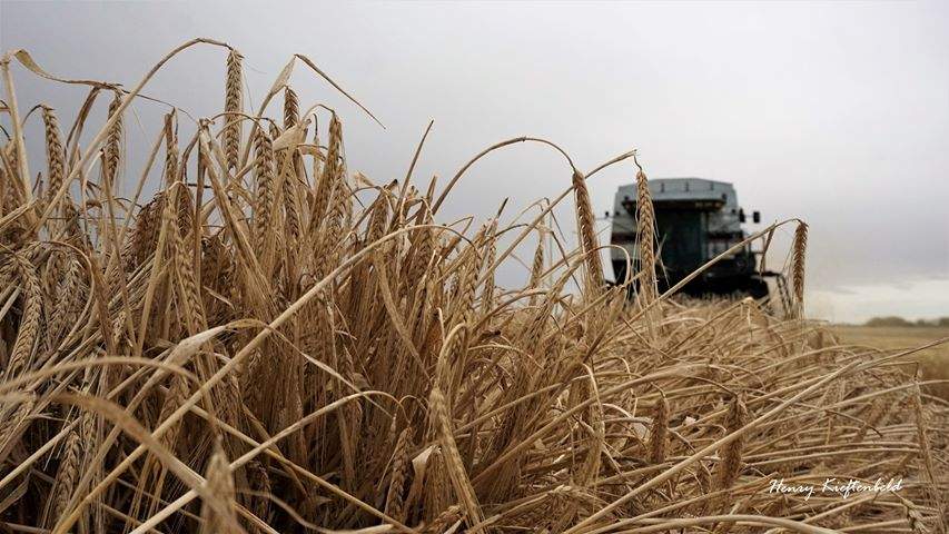 Crop insurance coverage in Saskatchewan will reach a record level due to higher commodity prices and increased yield coverage.