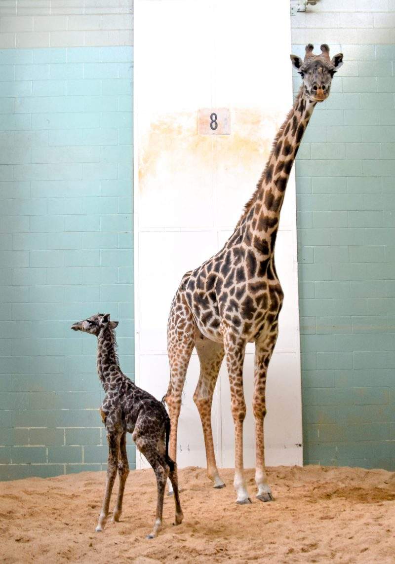 Masai giraffe Emara became a mother on Sept. 29, 2019.