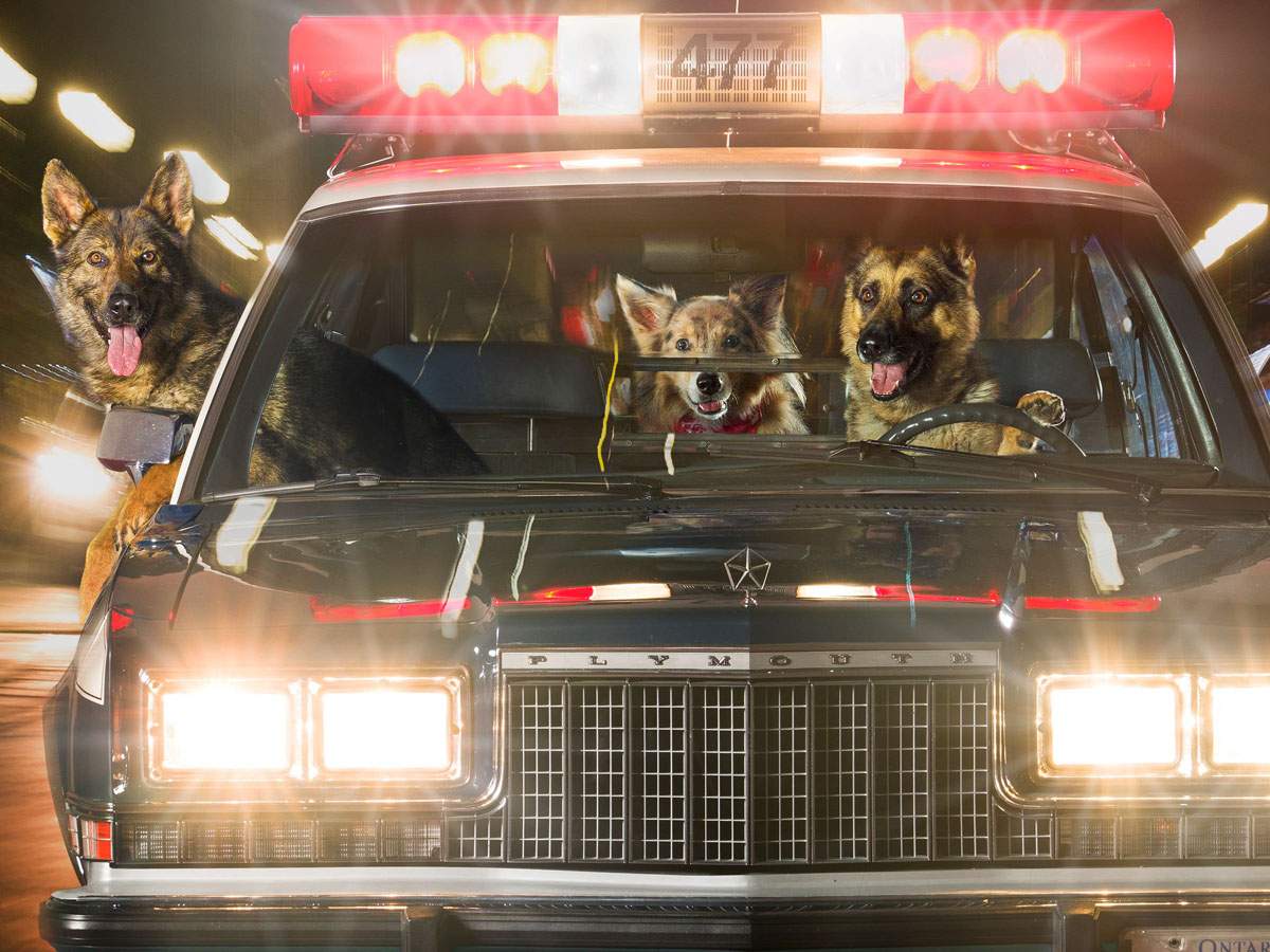 Chase, Grim, Ranger and Tracker are on the case.