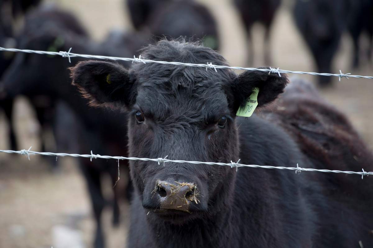 Saskatchewan Agriculture Minister David Marit said livestock producers are struggling as he announced $119 million in direct support under the AgriRecovery program.