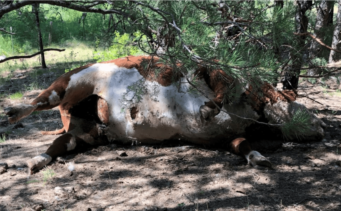A Hereford bull was found dead in Burns, Ore., and was one of five apparently healthy bulls that were found dead and with sex organs and tongues removed.