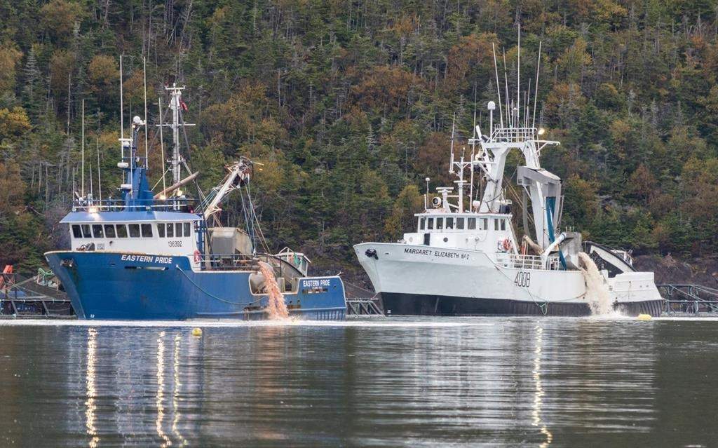 Pink residue is disposed into Fortune Bay in southern Newfoundland on Oct. 2 as part of a cleanup following salmon deaths at a fish farm last month. The company said Friday that it estimates 2.6 million salmon, just under half the fish in its pens, have died.