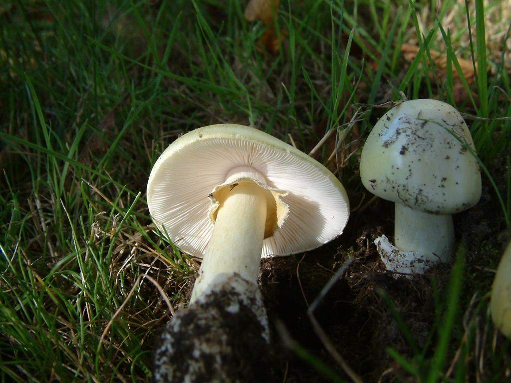 Death cap mushrooms are seen in this undated handout.