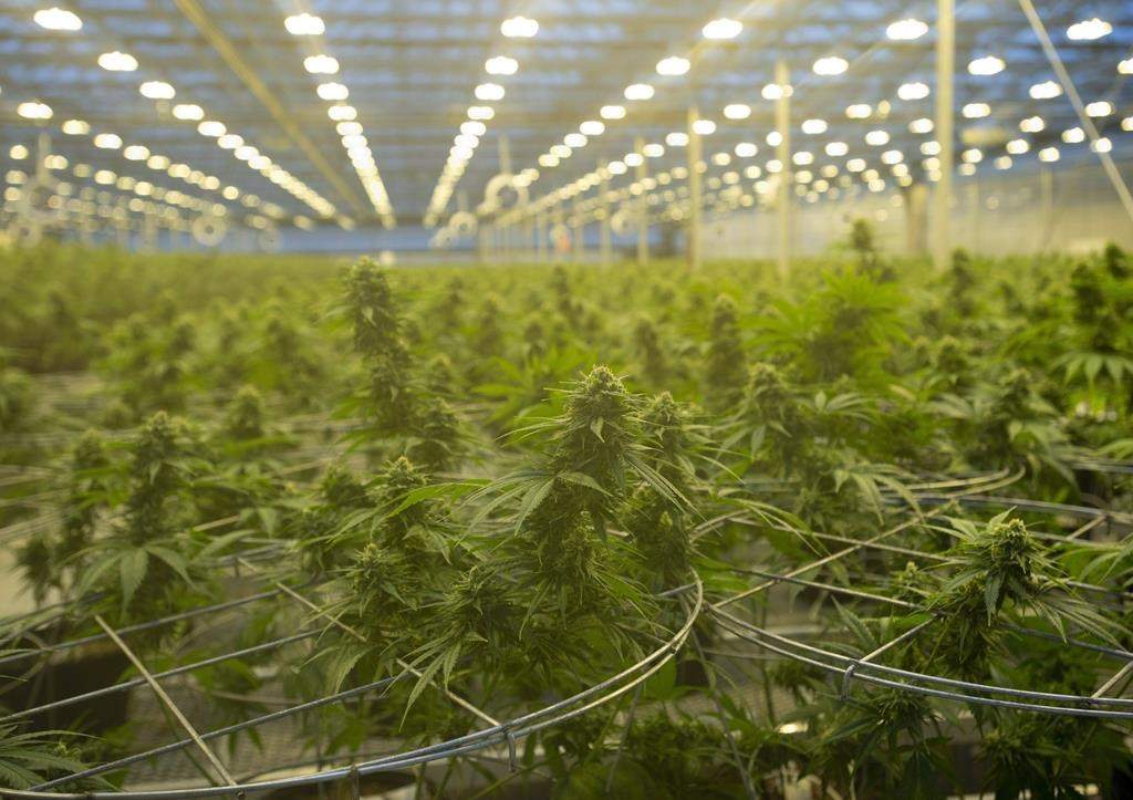 Cannabis plants are seen during a tour of a Hexo Corp. production facility, October 11, 2018 in Masson Angers, Que.