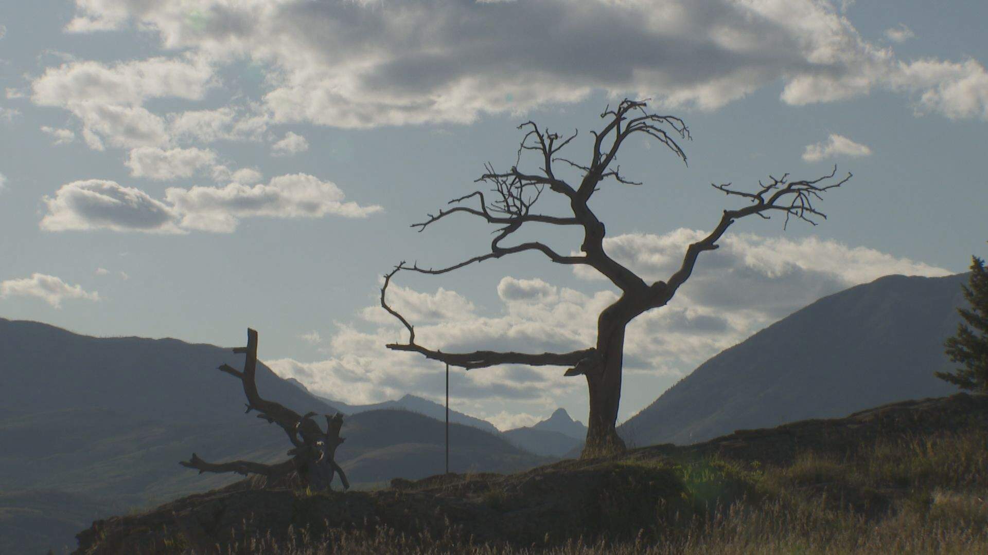 This tree marks the entrance to the Crowsnest Pass in Alberta.