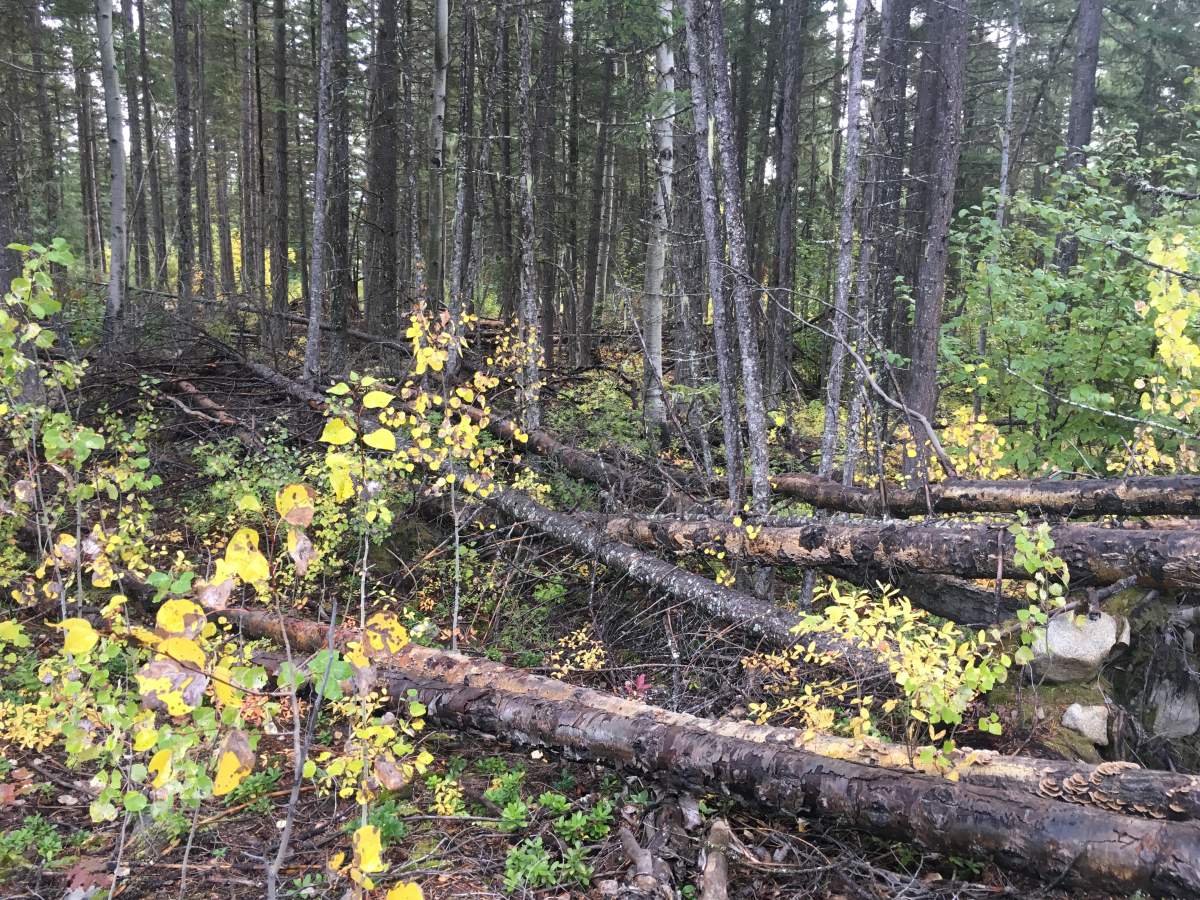 This image shows how dense and deep the fuel build-up was before fuel modification work in the Silver Lake camp area.
