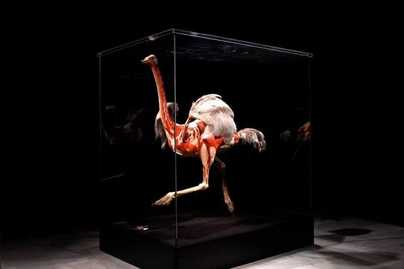 A fully plastinated body of an ostrich is shown in the Body Worlds: Animals Inside Out exhibit.