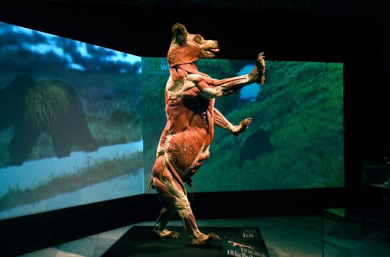 A fully plastinated body of a bear is shown in the Body Worlds: Animals Inside Out exhibit.