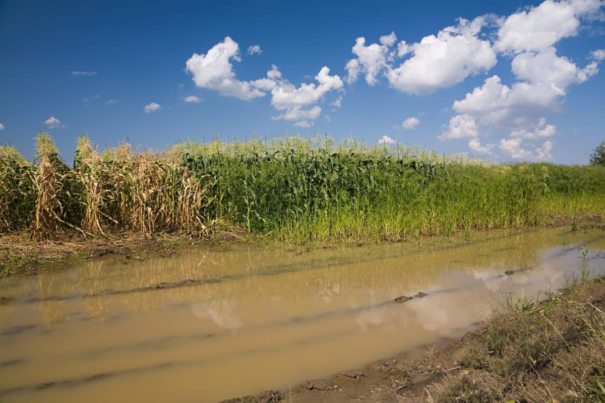 A flooded field.