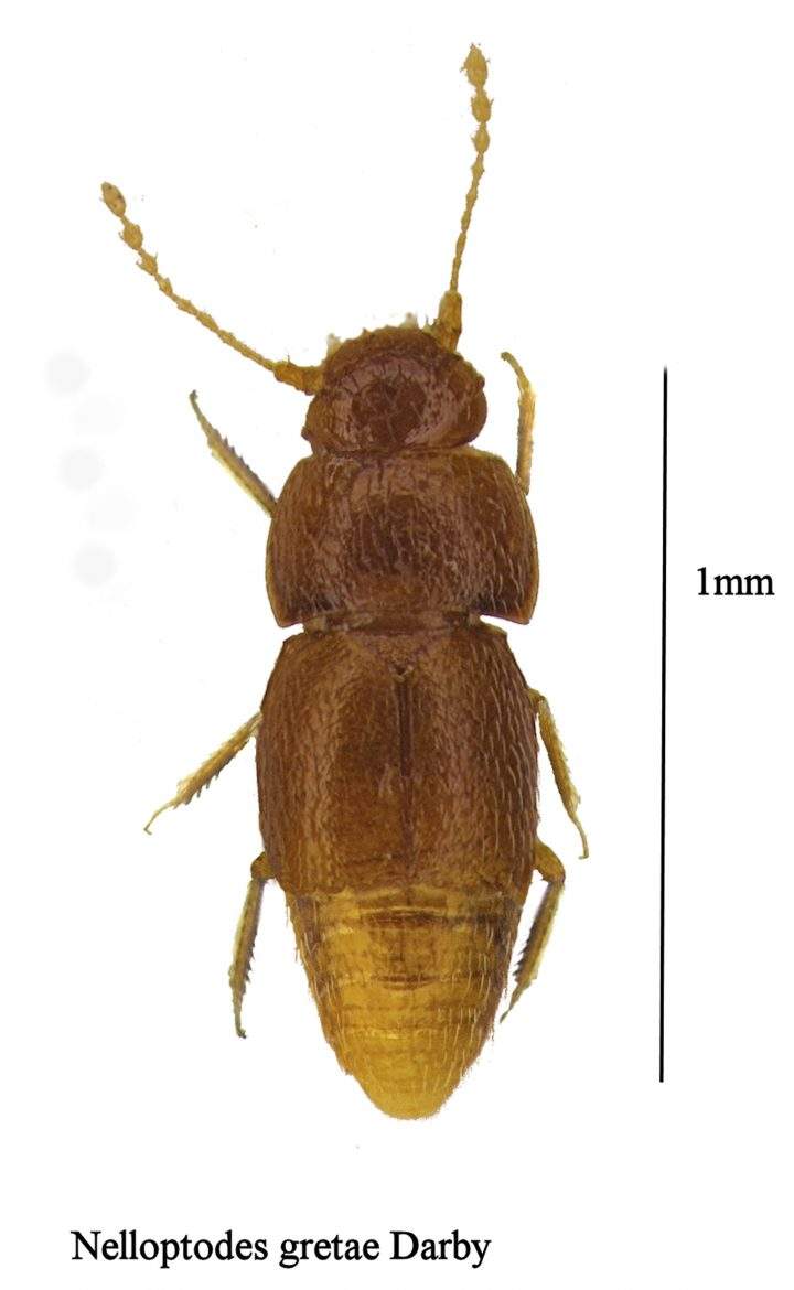 The new species of beetle Nelloptodes gretae is shown in this photo.