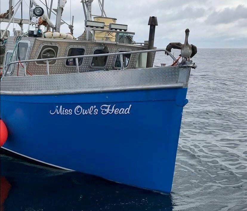 A brown pelican hitches a ride aboard the Miss Owls Head, as the boat was fishing for herring off Martinique Beach, about 60 kilometres northeast of Halifax in a handout photo.