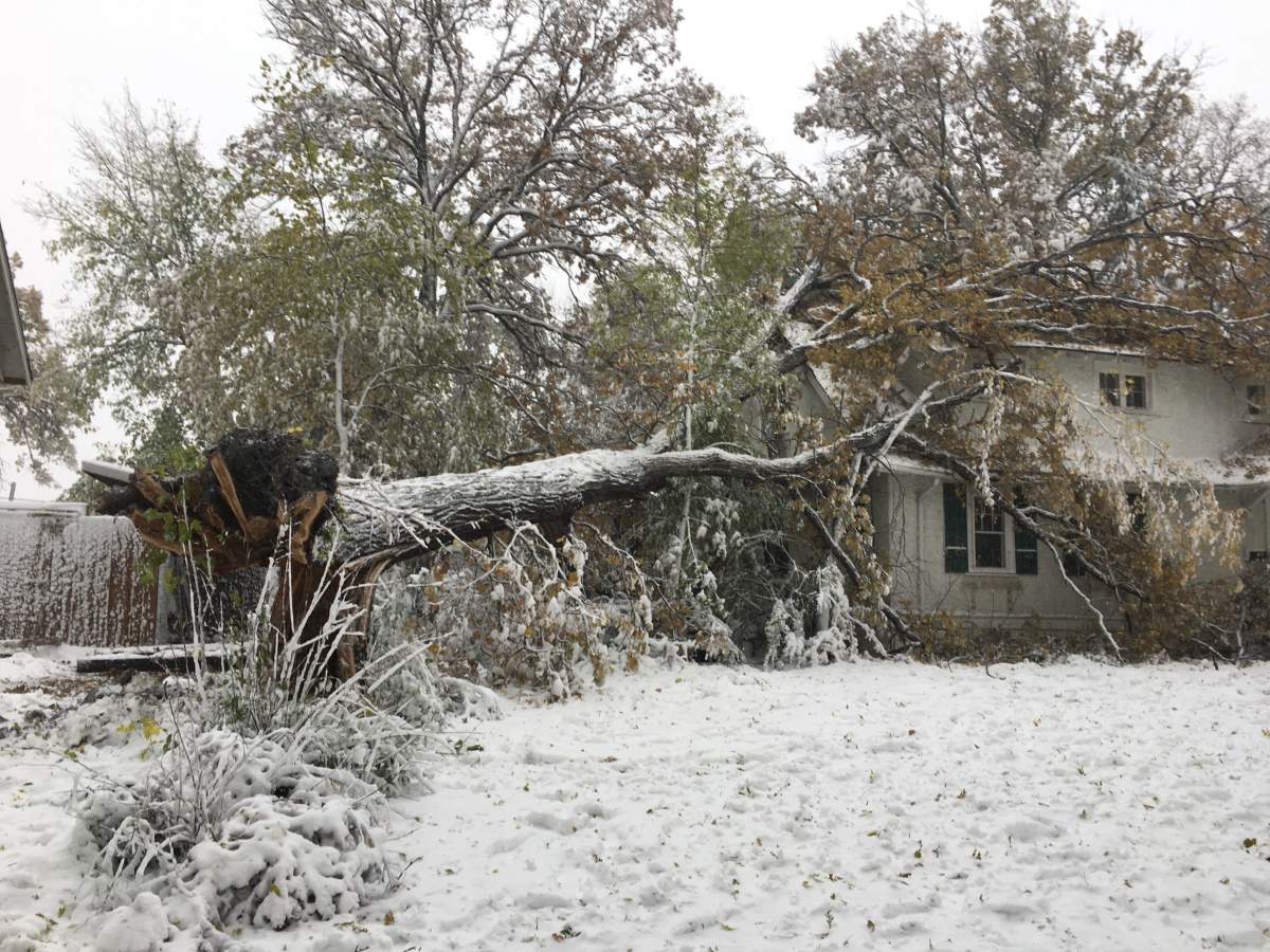 A downed tree fallen on a home on Kingston Row.