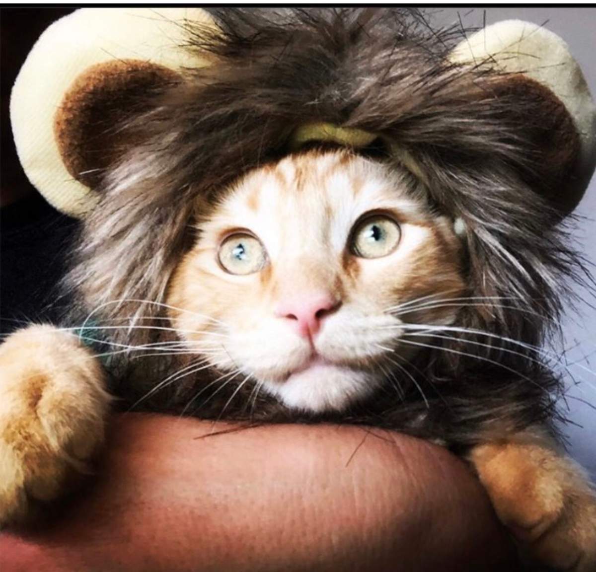 Halloween pet costume call out - lion king