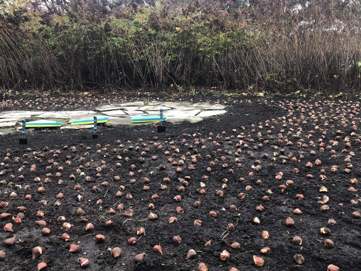 One of the planting beds in Commissioners Park near Dow's Lake in Ottawa. Special, orange tulips renamed to mark the upcoming 75th anniversary liberation of the Netherlands were planted here on Oct. 30, 2019. 