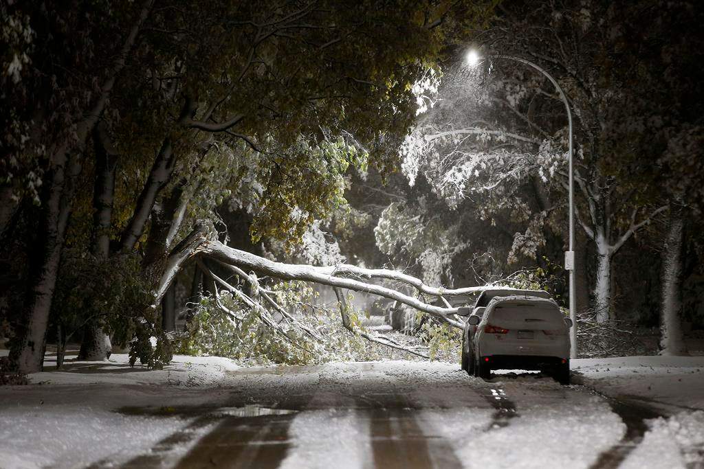 An early winter storm with heavy wet snow caused fallen trees, many on cars, and power lines in Winnipeg early Friday morning, October 11, 2019. Snow clearing crews were forced to hit the streets to clean up the damage.