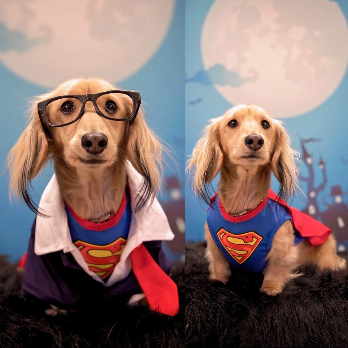 Halloween pet costume