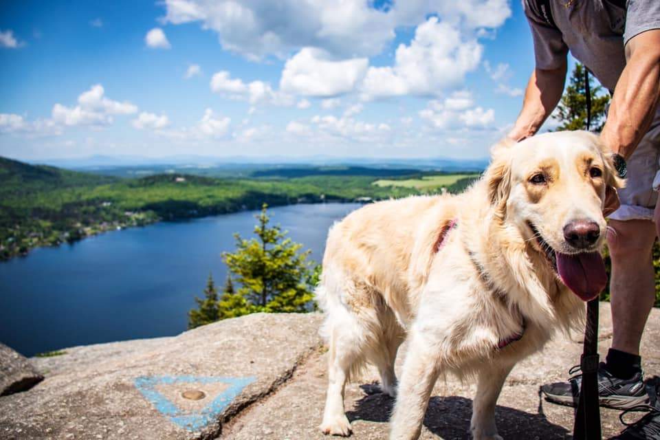 Zoe the dog went missing last week in Frontenac Provincial Park, but after a concerted search campaign from her owners and the park staff, the Zoe was found safe on Thursday.