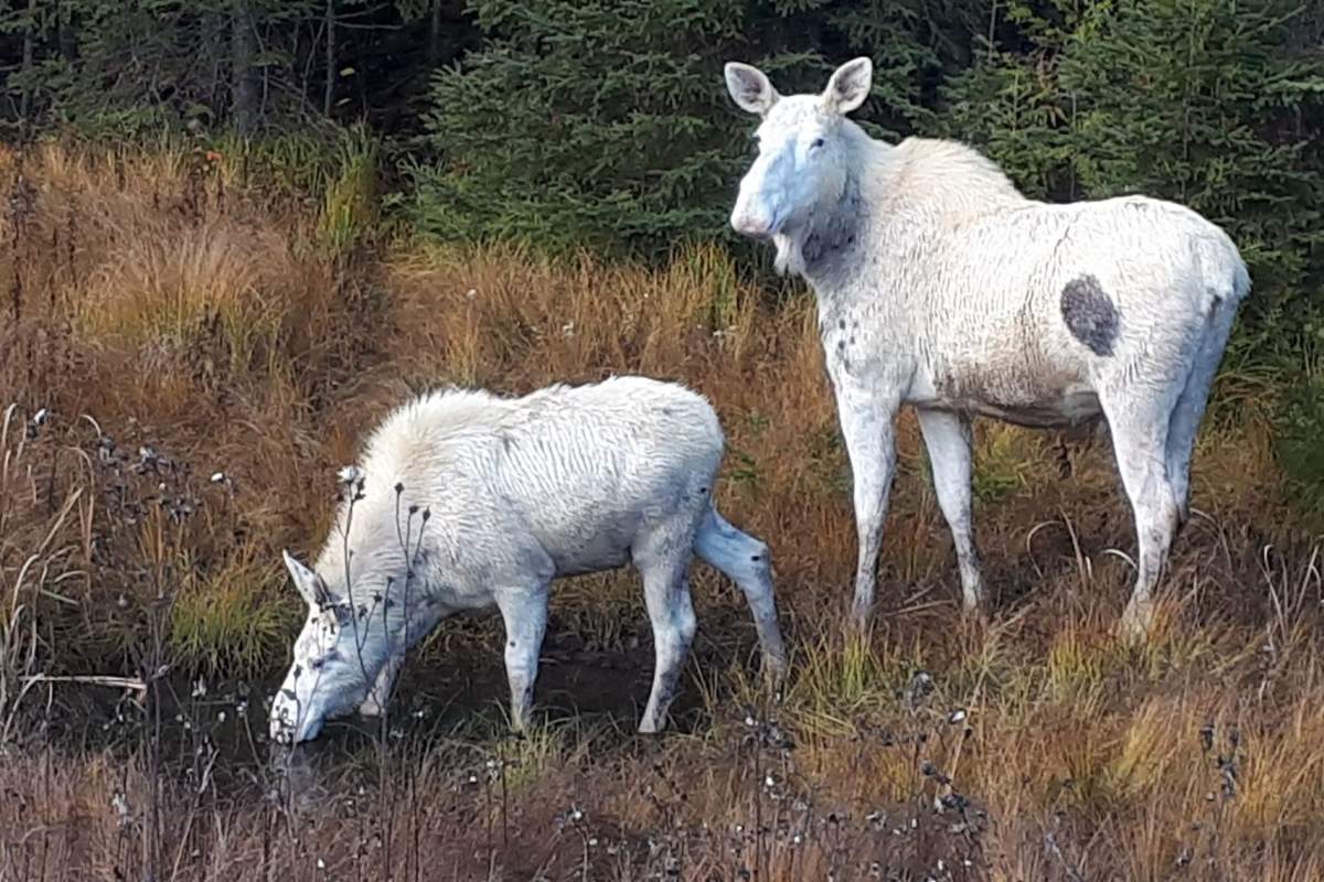 These two moose were spotted at the side of the road between Timmnis and Chapleau, Ont., on Oct. 17, 2019.