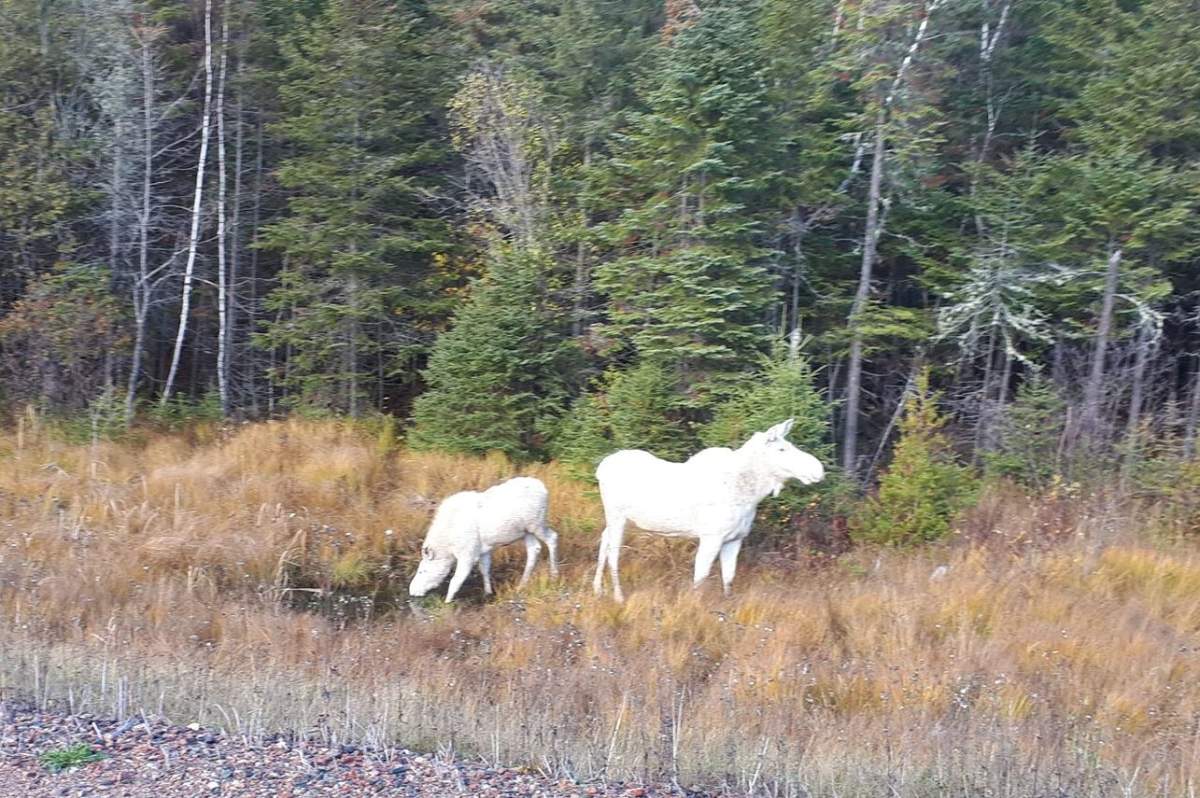 These two moose were spotted at the side of the road between Timmnis and Chapleau, Ont., on Oct. 17, 2019.