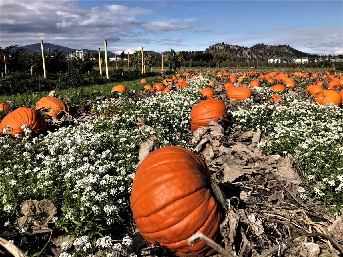 Erin Anderson from Langley's Eagle Acres Pumpkin Patch says it's been a hard year to be a pumpkin farmer in Metro Vancouver. File/Global News.