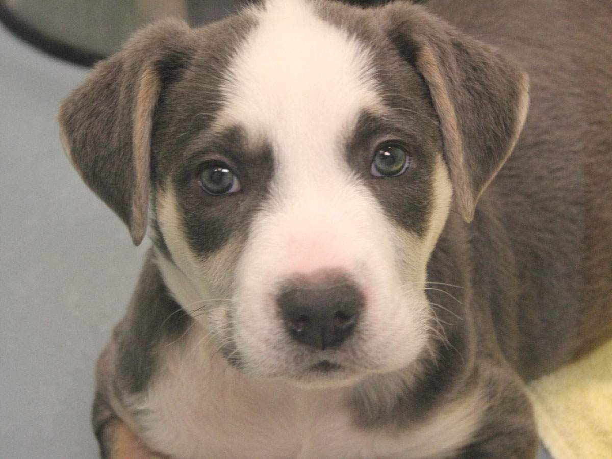 The puppies were found in a box in McLennan Park in August. 