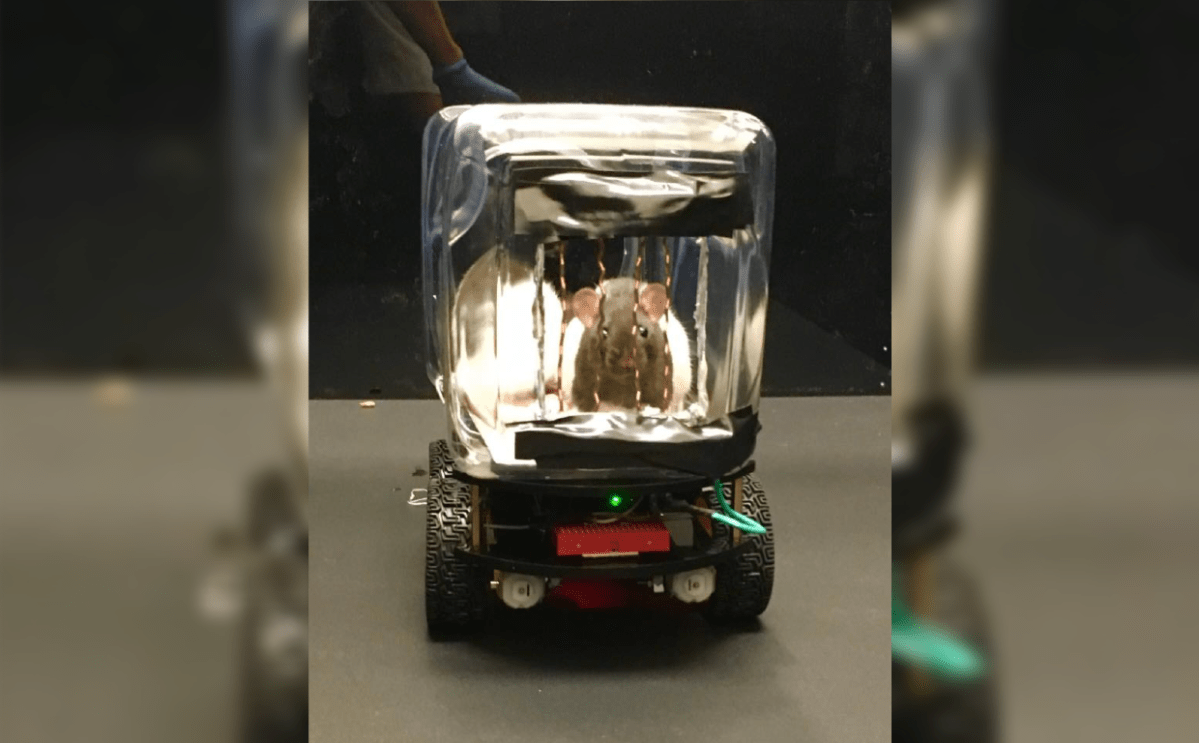 The rats were taught to direct the cars by touching a left, middle or right copper wire.