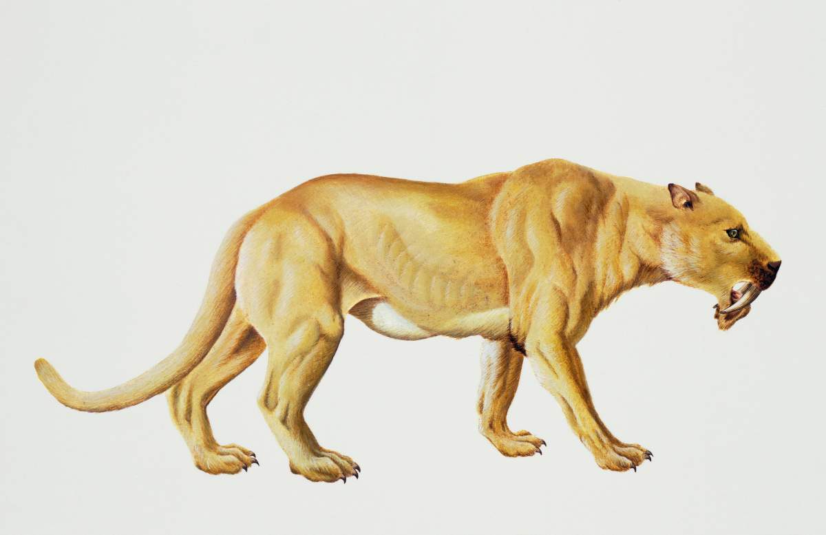 Sabre-toothed cats (Thylacosmilus sp), Thylacosmilidae, Pliocene.