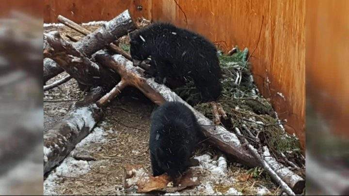 Saskatoon zoo officials say three orphaned black bears have put on weight and have thicker coats in time for winter hibernation.